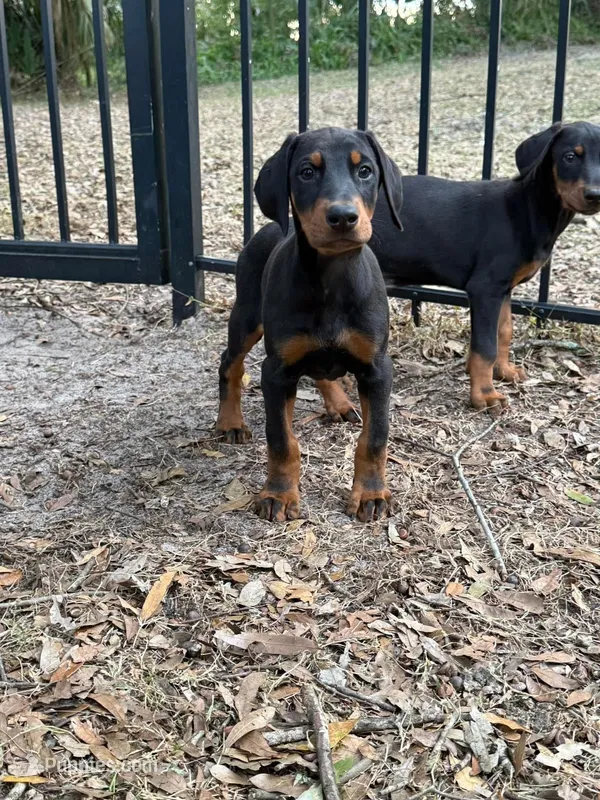 European black and rust female  – Doberman Pinscher puppy for sale in Jacksonville, FL