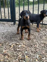 European black and rust female , a female Doberman Pinscher for sale in Jacksonville, FL – 1 of 2