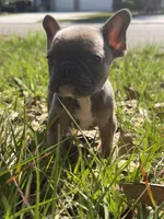 Blue fawn female , a female French Bulldog for sale in Jacksonville, FL – 3 of 4