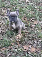 Blue fawn female , a female French Bulldog for sale in Jacksonville, FL – 4 of 4