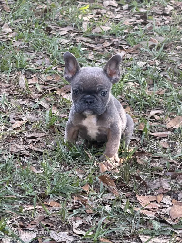 Blue fawn female  – French Bulldog puppy for sale in Jacksonville, FL