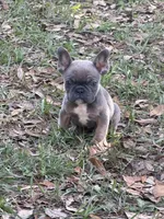 Blue fawn female , a female French Bulldog for sale in Jacksonville, FL – 1 of 4