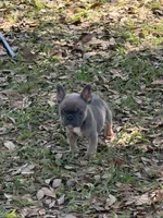 Blue fawn female , a female French Bulldog for sale in Jacksonville, FL – 2 of 4