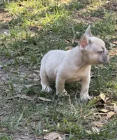 Lilac fawn male , a male French Bulldog for sale in Jacksonville, FL – Photo 2 of 2