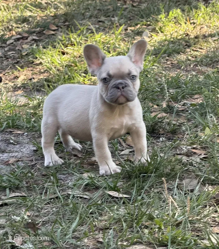 Lilac fawn male  – French Bulldog puppy for sale in Jacksonville, FL