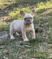Lilac fawn male , a male French Bulldog for sale in Jacksonville, FL – Photo 1 of 2