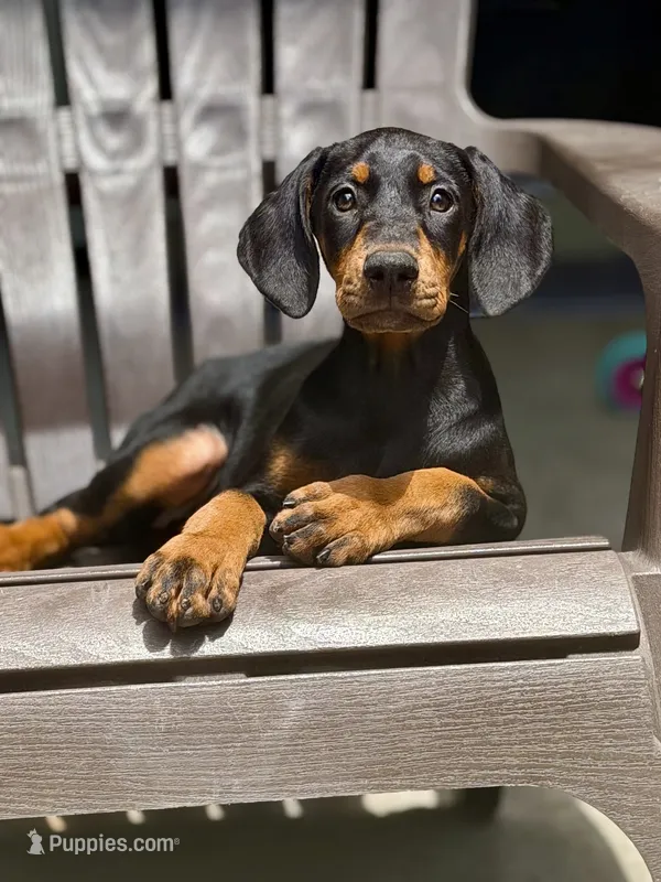 European black and rust female  – Doberman Pinscher puppy for sale in Jacksonville, FL