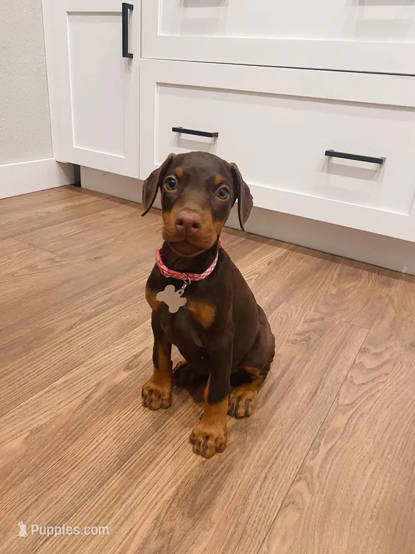 European Doberman female  – Doberman Pinscher puppy for sale in Jacksonville, FL