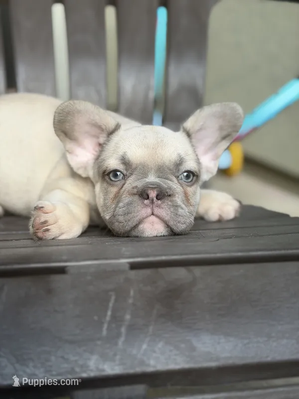 Lilac fawn male  – French Bulldog puppy for sale in Jacksonville, FL