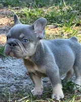 Lilac and tan male , a male French Bulldog for sale in Jacksonville, FL – Photo 2 of 3