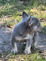 Lilac and tan male , a male French Bulldog for sale in Jacksonville, FL – Photo 3 of 3