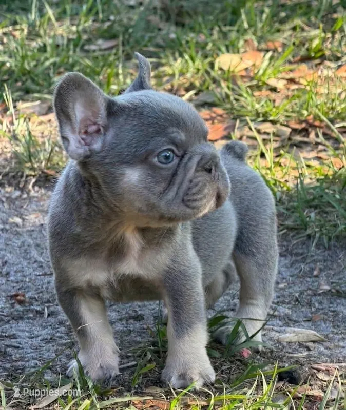 Lilac and tan male  – French Bulldog puppy for sale in Jacksonville, FL