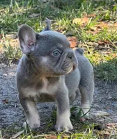 Lilac and tan male , a male French Bulldog for sale in Jacksonville, FL – Photo 1 of 3