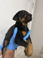 European black/rust female , a female Doberman Pinscher for sale in Jacksonville, FL – Photo 3 of 4