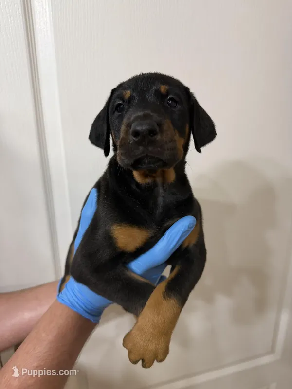 European black/rust female  – Doberman Pinscher puppy for sale in Jacksonville, FL