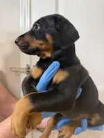 European black/rust female , a female Doberman Pinscher for sale in Jacksonville, FL – Photo 4 of 4