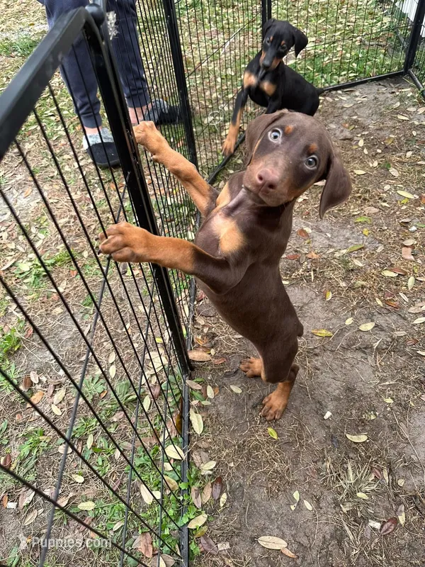 European Doberman female  – Doberman Pinscher puppy for sale in Jacksonville, FL