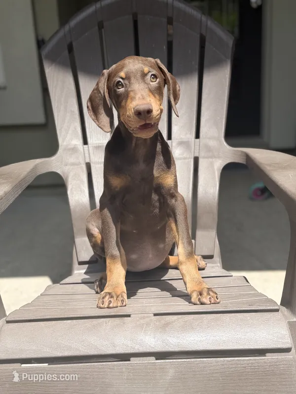 European Doberman female  – Doberman Pinscher puppy for sale in Jacksonville, FL