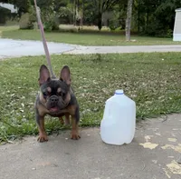 Remy, a female French Bulldog for sale in Atlanta, GA – 2 of 4