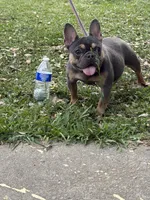 Remy, a female French Bulldog for sale in Atlanta, GA – 4 of 4