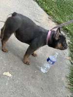 Remy, a female French Bulldog for sale in Atlanta, GA – 3 of 4
