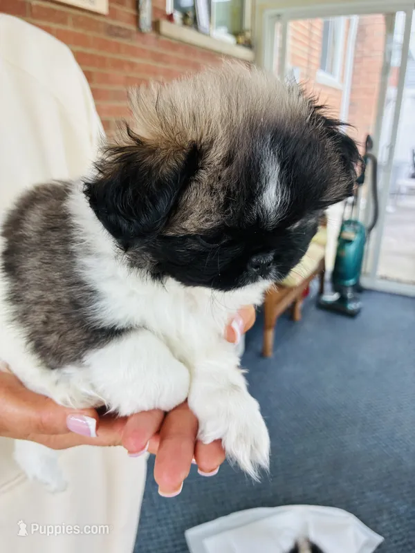 Miss Independence  – Pekingese puppy for sale in Saint Clair Shores, MI