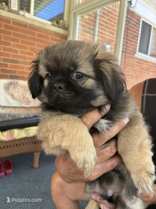 Little boy  – Pekingese puppy for sale in Saint Clair Shores, MI