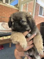 Little boy , a male Pekingese for sale in Saint Clair Shores, MI – 1 of 2