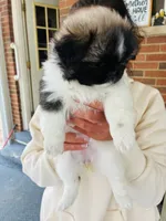 Miss Independence , a female Pekingese for sale in Saint Clair Shores, MI – 2 of 2