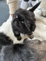 PJ, a male Pekingese for sale in Saint Clair Shores, MI – 3 of 4