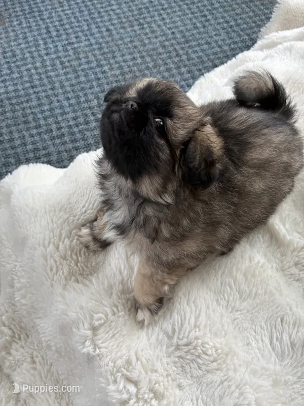 Honey Bear – Pekingese puppy for sale in Saint Clair Shores, MI