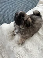 Honey Bear, a female Pekingese for sale in Saint Clair Shores, MI – 1 of 1