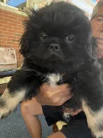 PJ, a male Pekingese for sale in Saint Clair Shores, MI – 4 of 4
