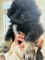 PJ, a male Pekingese for sale in Saint Clair Shores, MI – 1 of 4