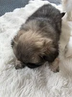 Little boy , a male Pekingese for sale in Saint Clair Shores, MI – 2 of 2