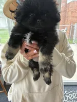 PJ, a male Pekingese for sale in Saint Clair Shores, MI – 2 of 4