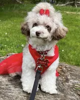 Bucielle, a female Poodle - Toy  for sale in Missouri City, TX – 1 of 2