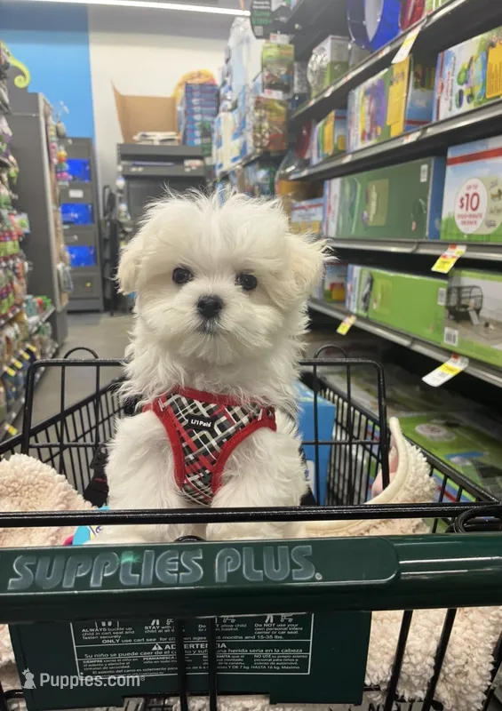 Mason – Maltese puppy for sale in Missouri City, TX