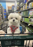 Mason, a male Maltese for sale in Missouri City, TX – 1 of 7