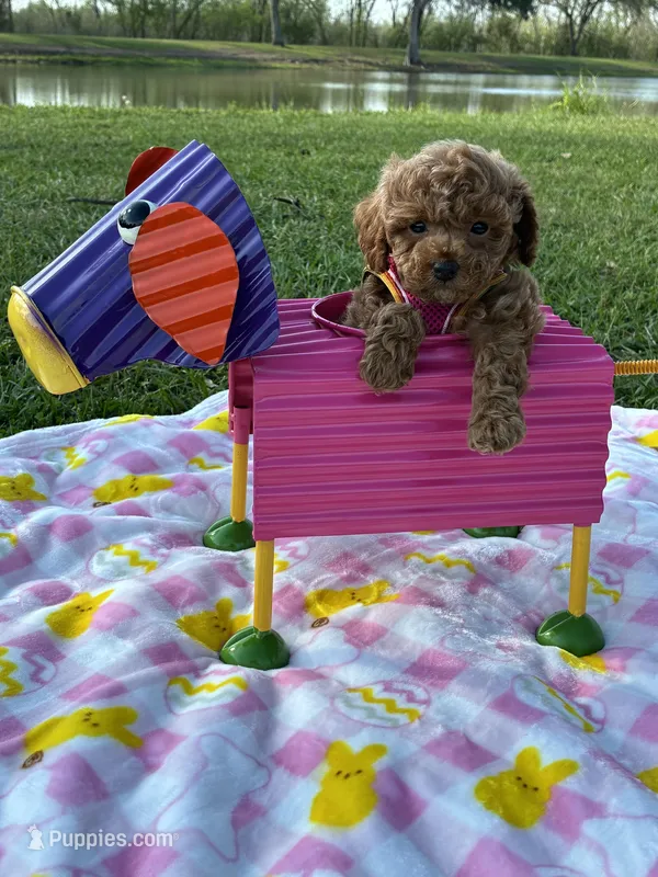 Aaliyah – Poodle - Toy  puppy for sale in Missouri City, TX
