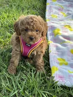 Aaliyah, a female Poodle - Toy  for sale in Missouri City, TX – Photo 2 of 6