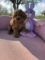 Aaliyah, a female Poodle - Toy  for sale in Missouri City, TX – Photo 3 of 6