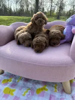 Aaliyah, a female Poodle - Toy  for sale in Missouri City, TX – Photo 4 of 6