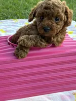 Barbie , a female Poodle - Toy  for sale in Missouri City, TX – Photo 4 of 6