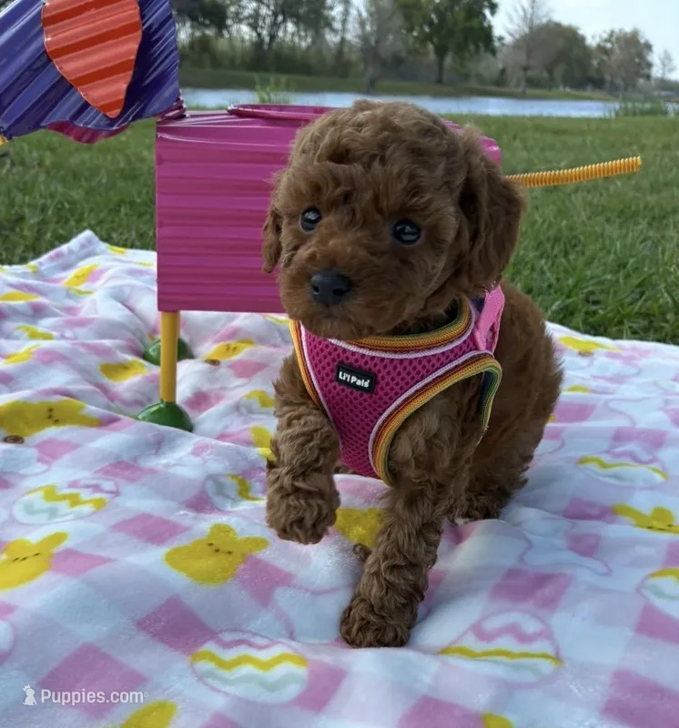 Barbie  – Poodle - Toy  puppy for sale in Missouri City, TX