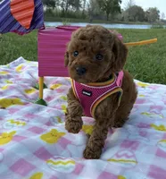 Barbie , a female Poodle - Toy  for sale in Missouri City, TX – Photo 1 of 6
