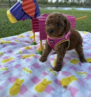Barbie , a female Poodle - Toy  for sale in Missouri City, TX – Photo 2 of 6