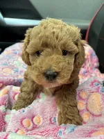 Tyler (Male), a male Poodle - Toy  for sale in Missouri City, TX – 2 of 9