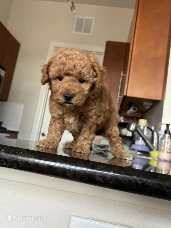 Tyler  – Poodle - Toy  puppy for sale in Missouri City, TX