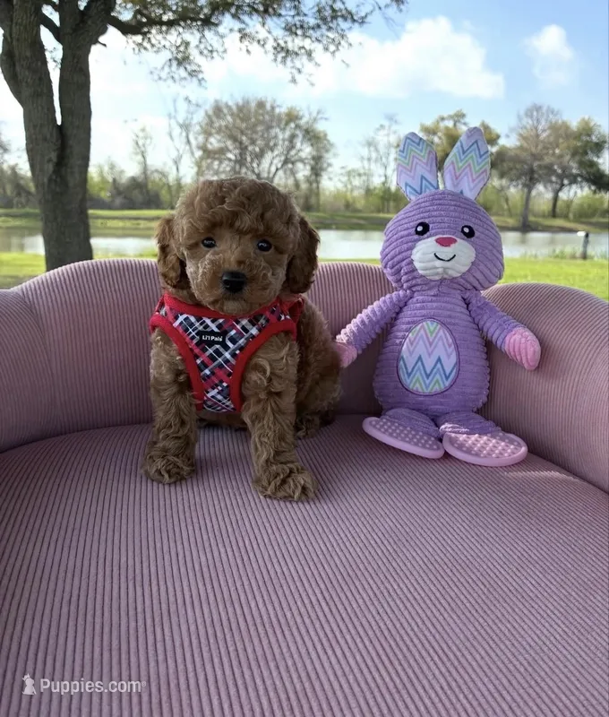 Tyson – Poodle - Toy  puppy for sale in Missouri City, TX
